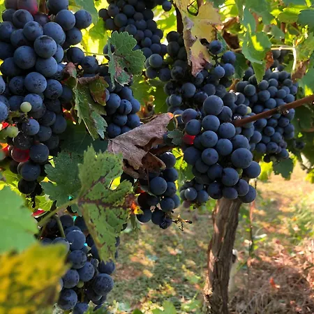 Курортный комплекс Borgo Syrah
